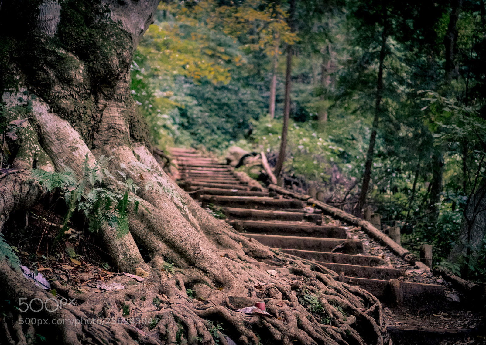 Sony a6000 sample photo. Footpath takao photography