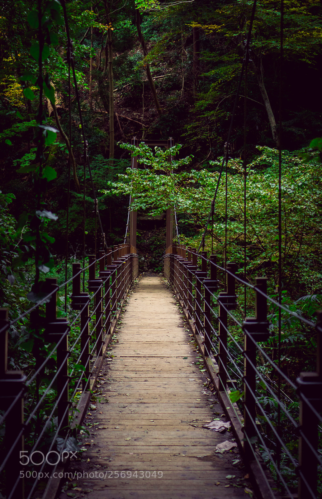 Sony a6000 sample photo. Suspension bridge takao photography