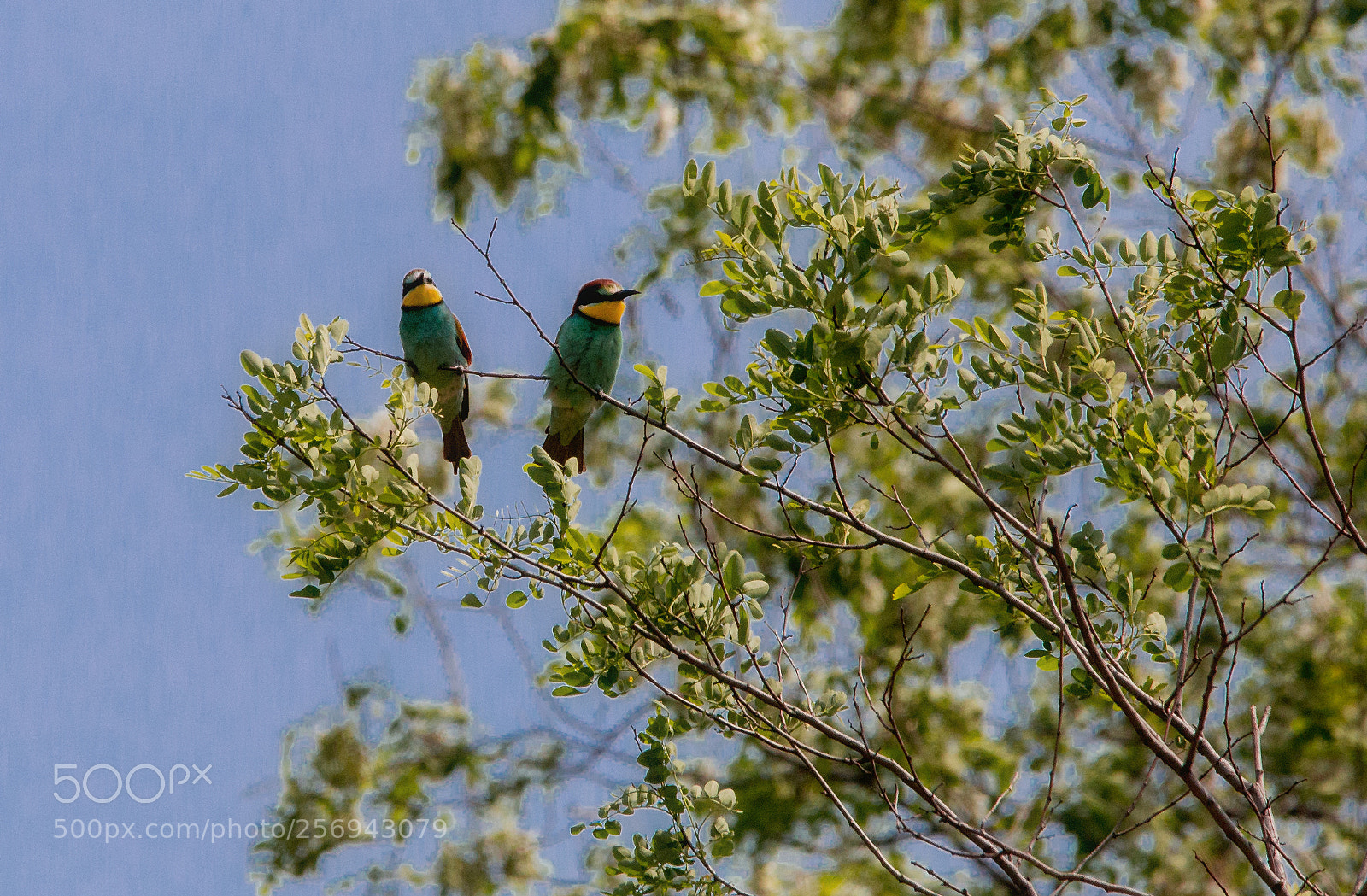 Canon EOS 6D sample photo. Bee eater pair photography