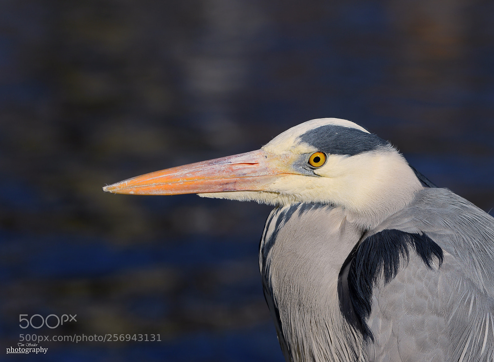 Nikon D610 sample photo. Heron photography