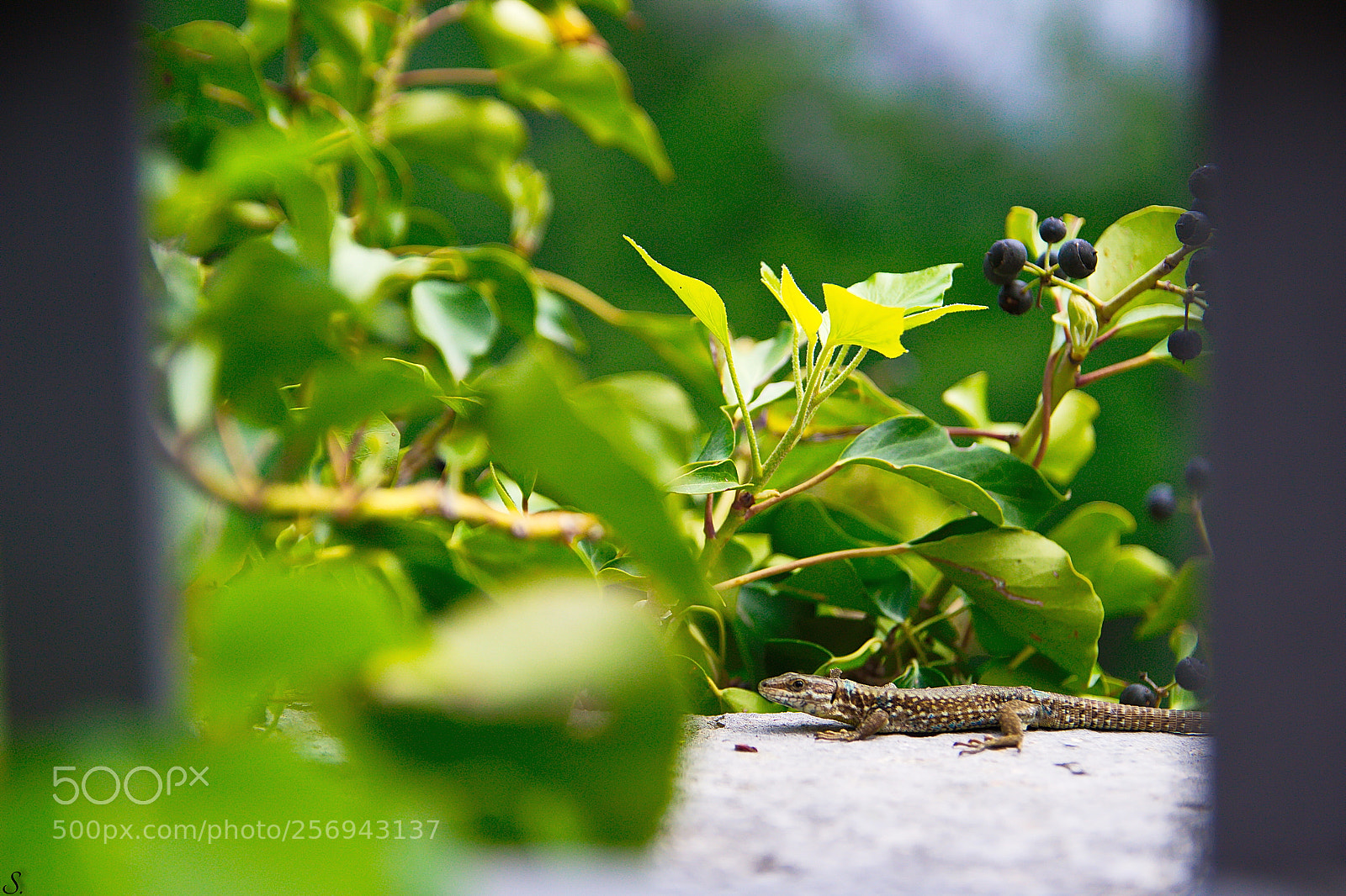 Canon EOS 100D (EOS Rebel SL1 / EOS Kiss X7) sample photo. .. photography