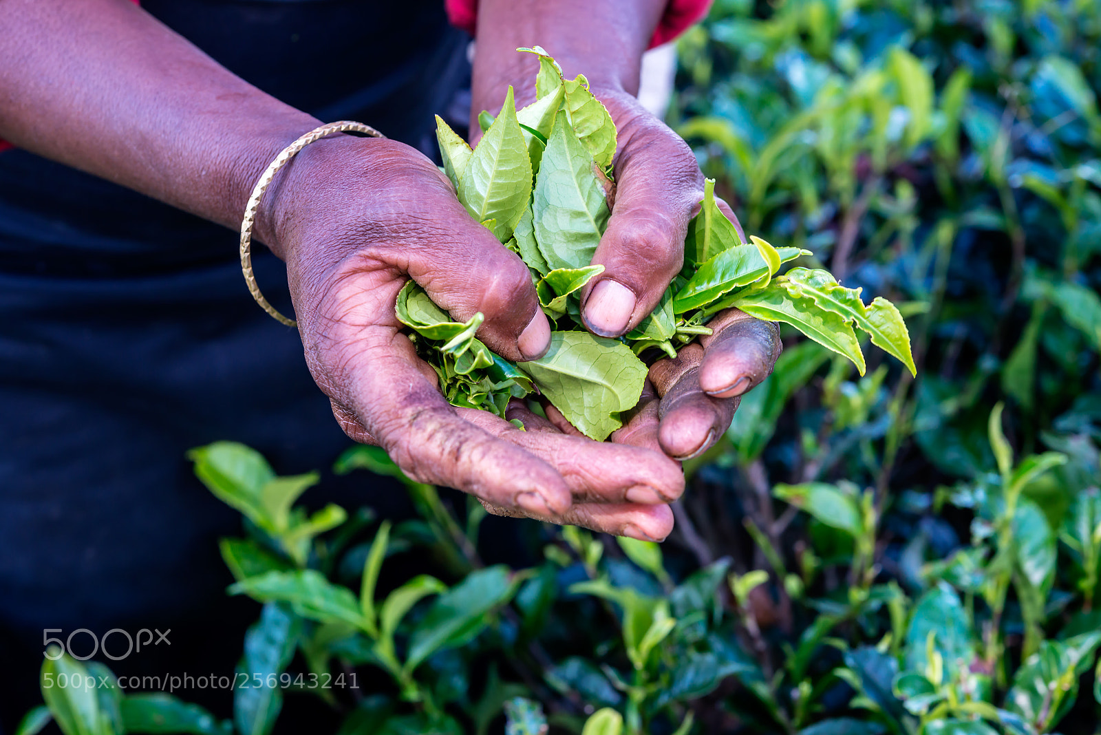 Nikon D800 sample photo. Woman hand holding green photography