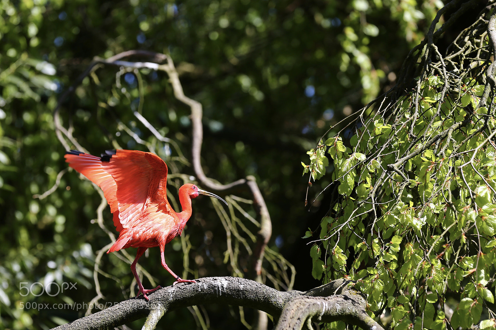 Canon EOS 6D sample photo. Red ibis  photography