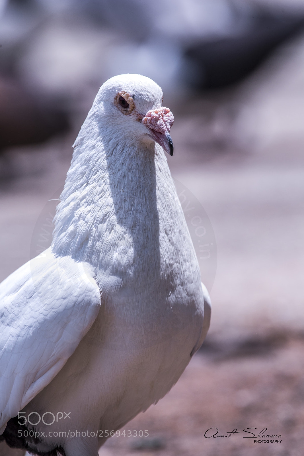 Nikon D750 sample photo. White pigeons photography