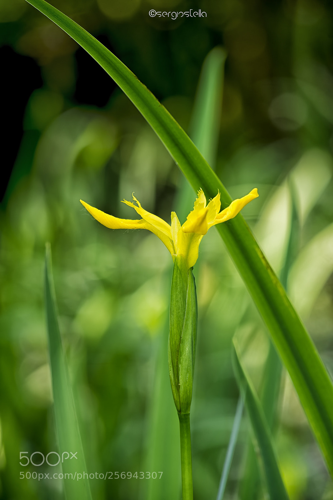 Nikon D610 sample photo. Iris pseudacorus____ photography