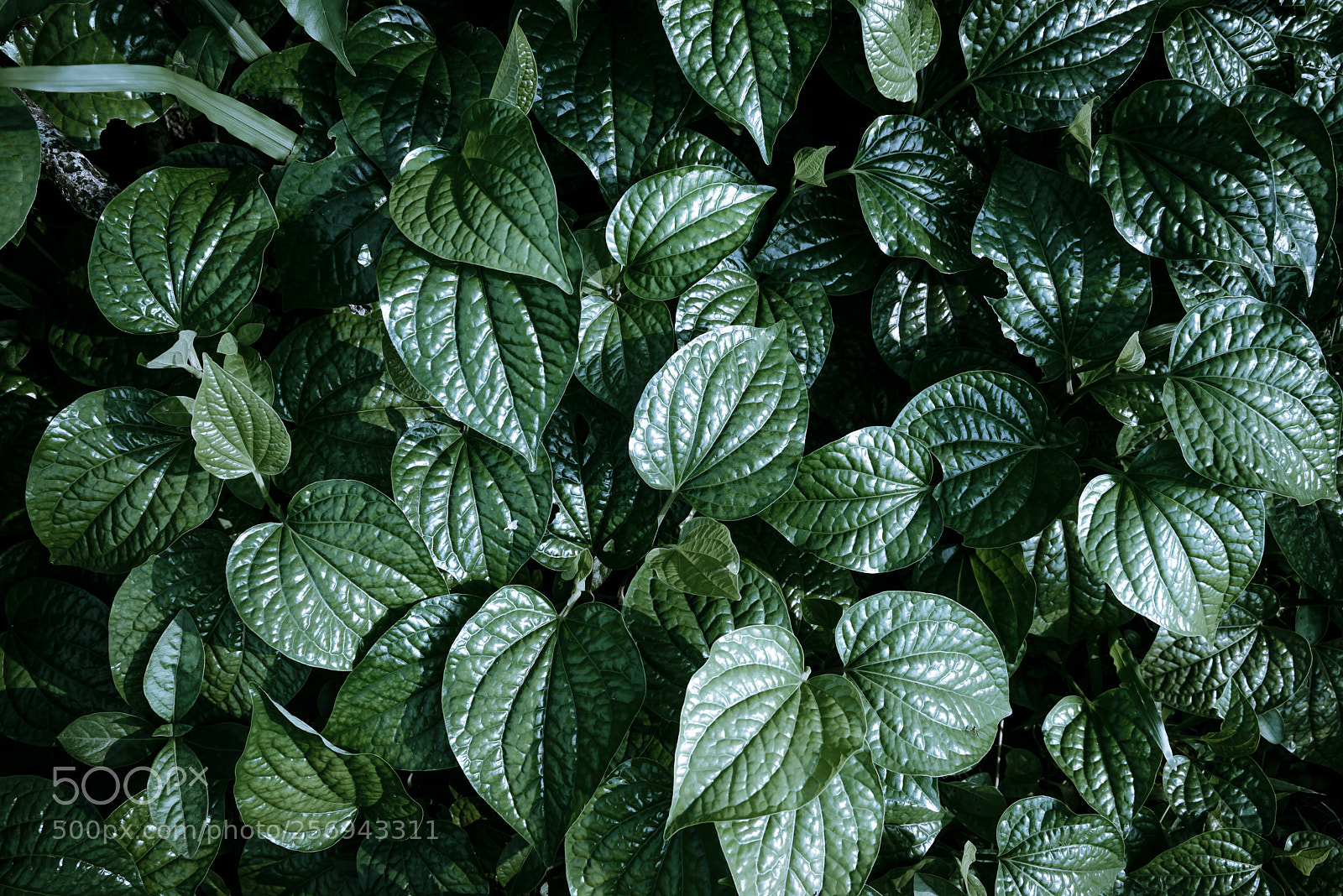 Nikon D800 sample photo. Green leaves background, flat photography