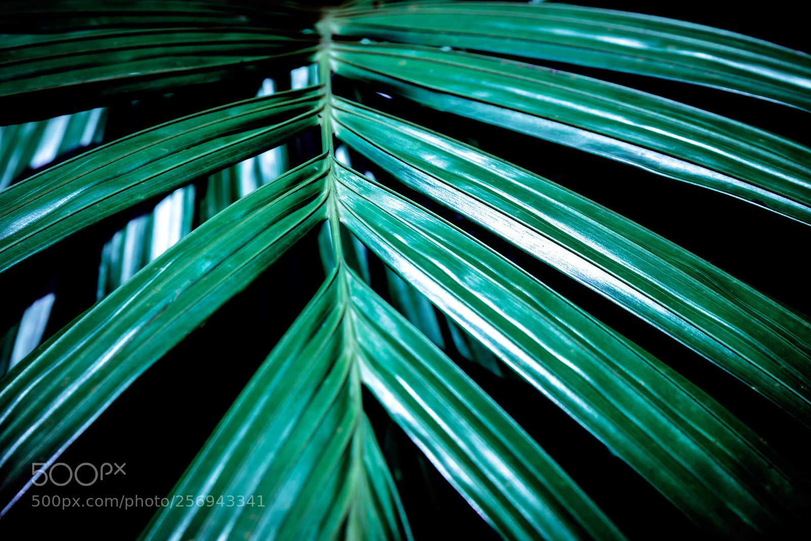 Nikon D800 sample photo. Palm leaf background close photography