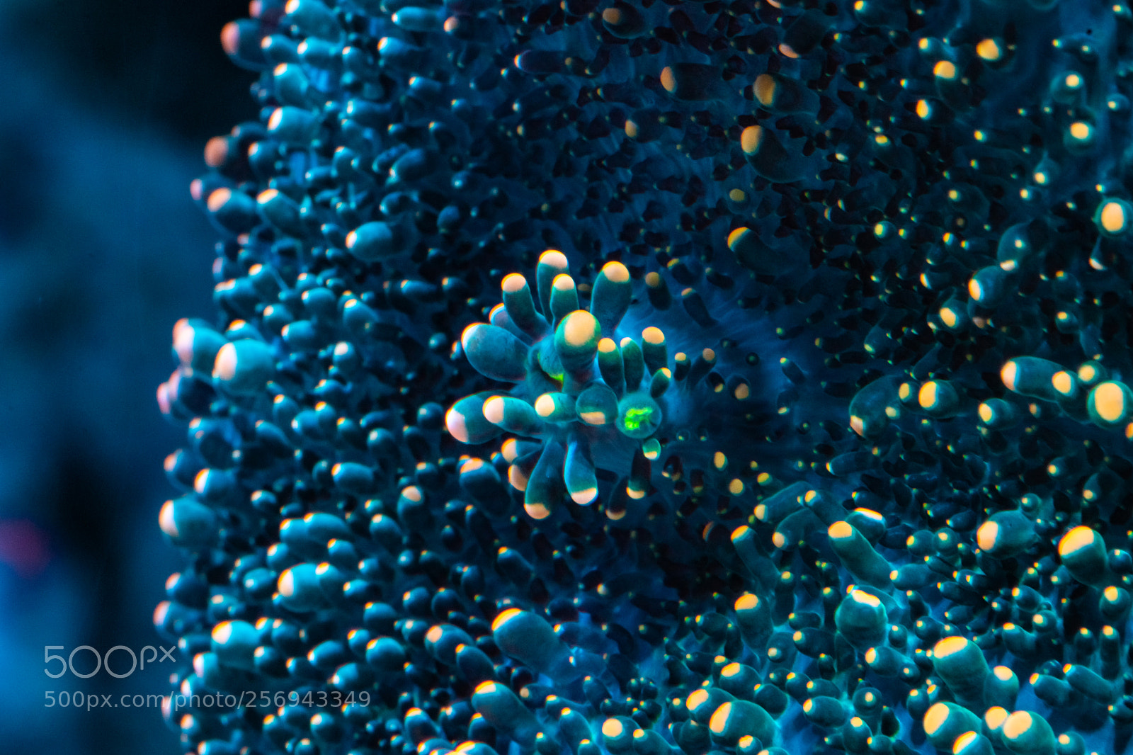 Canon EOS 80D sample photo. Coral ricordea yuma photography