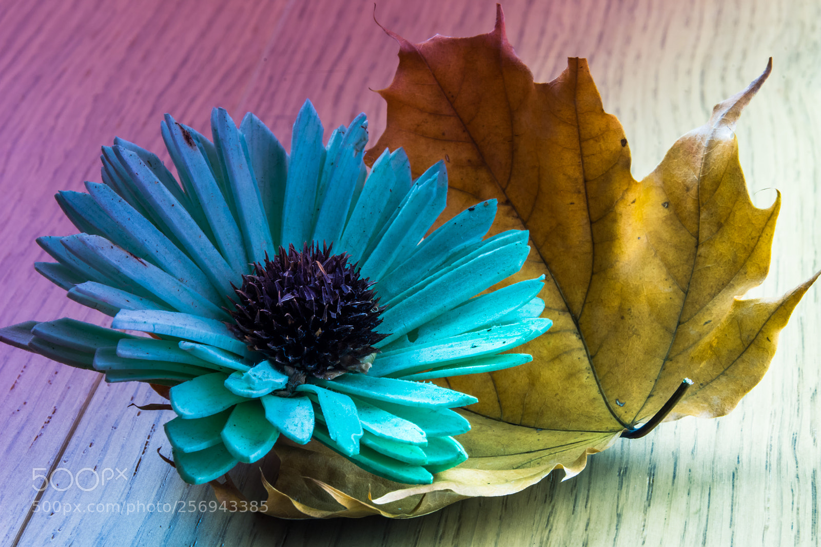 Nikon D7200 sample photo. Fiore e foglia photography