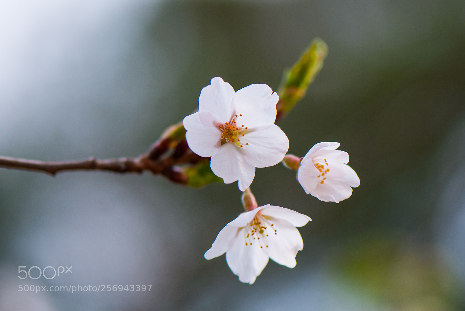 Nikon D80 sample photo. Cherry blossoms high park photography