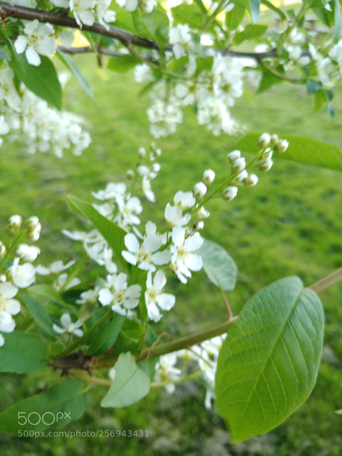 OnePlus 5T sample photo. Springtime photography