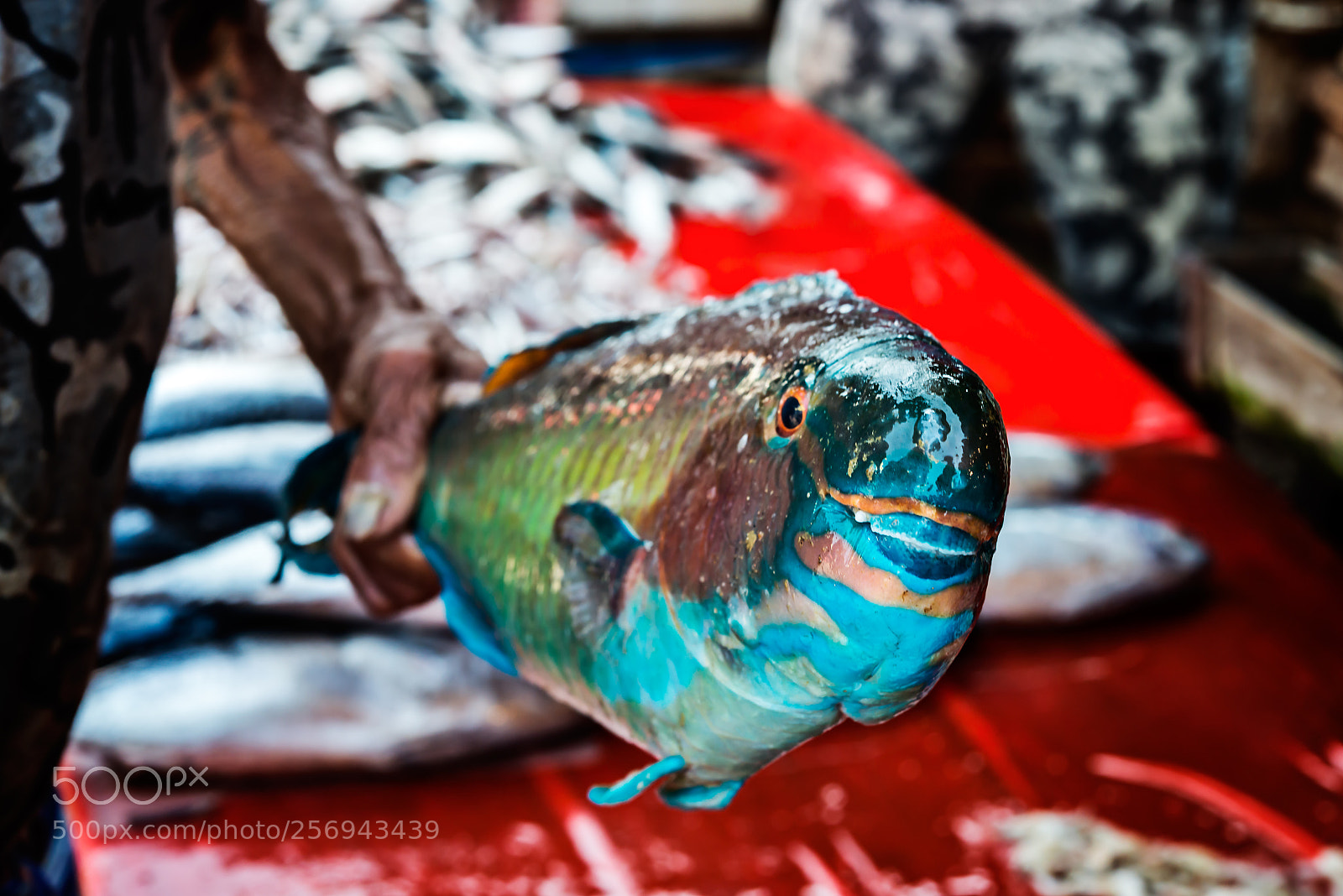 Nikon D800 sample photo. Blue parrot fish for photography