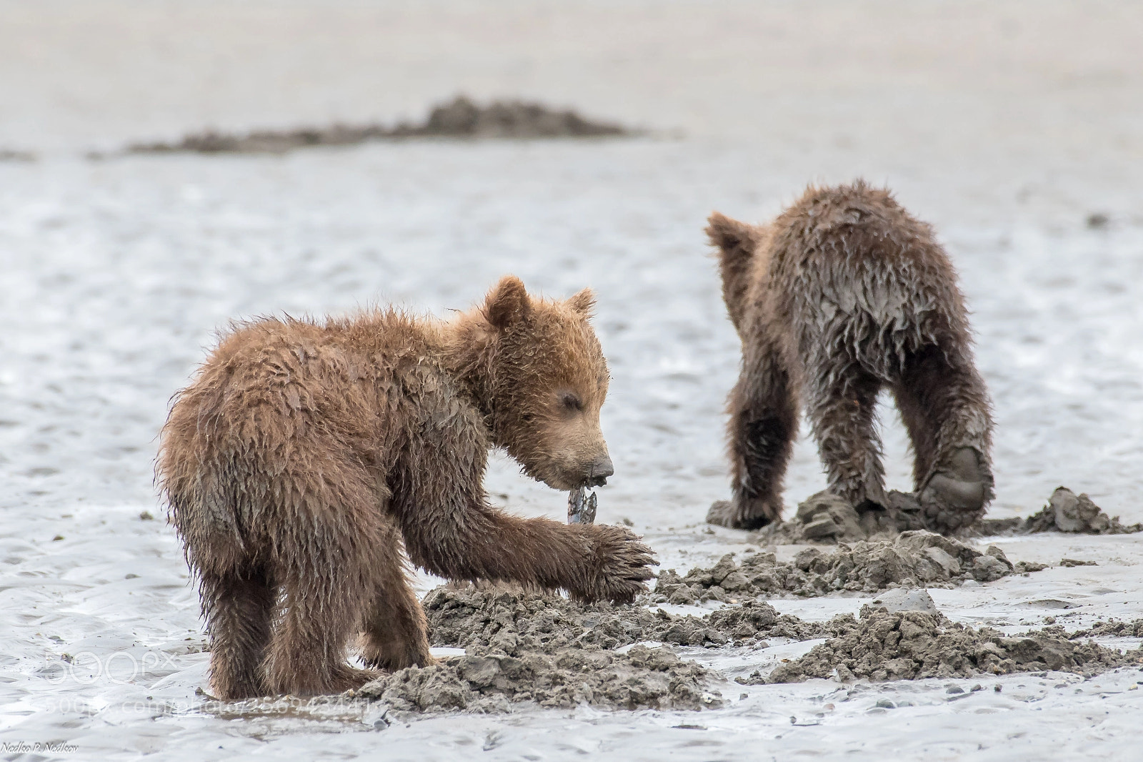 Nikon D500 sample photo. Xxl grizzly photography