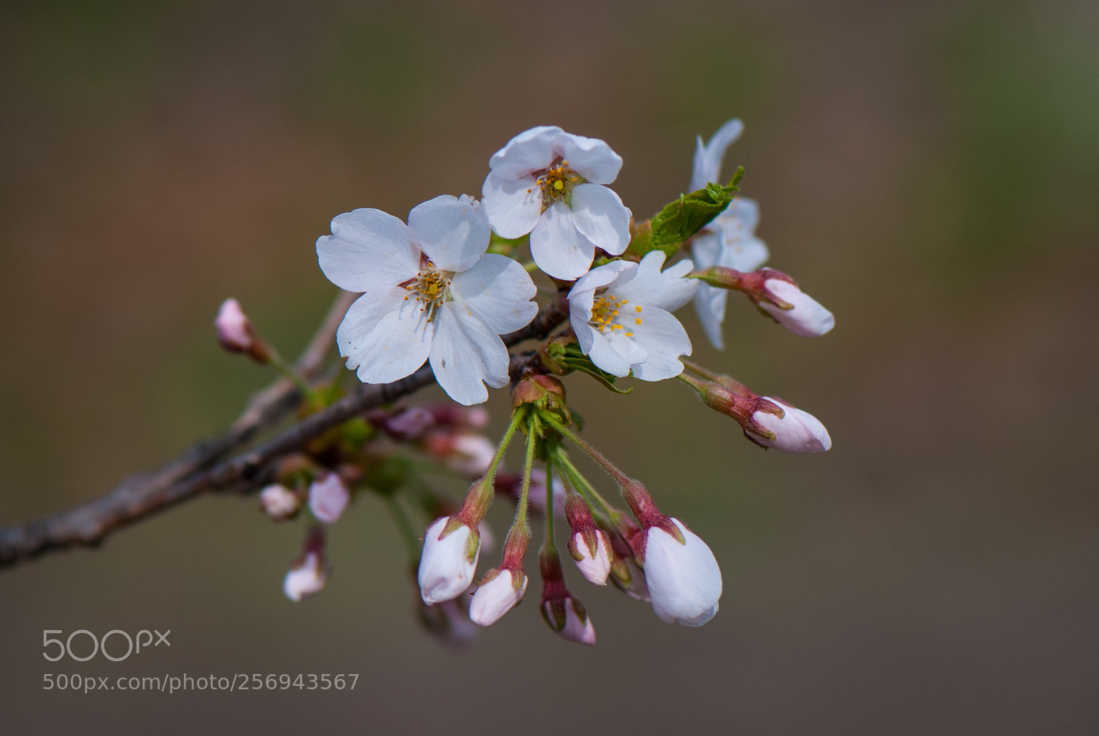 Nikon D80 sample photo. Cherry blossoms high park photography