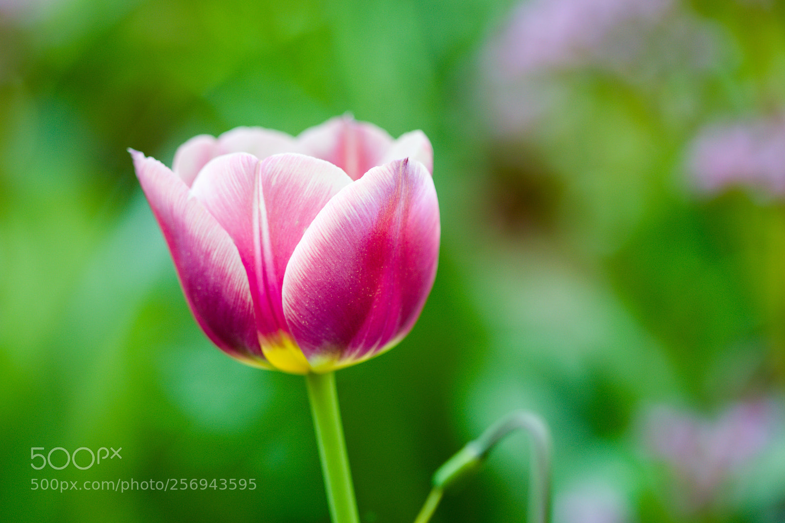 Nikon D3300 sample photo. Tulip photography