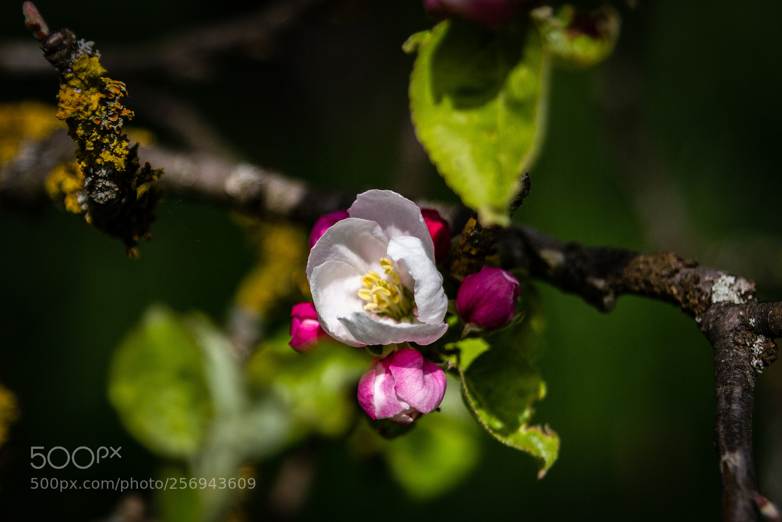 Canon EOS 60D sample photo. Obstblüte photography