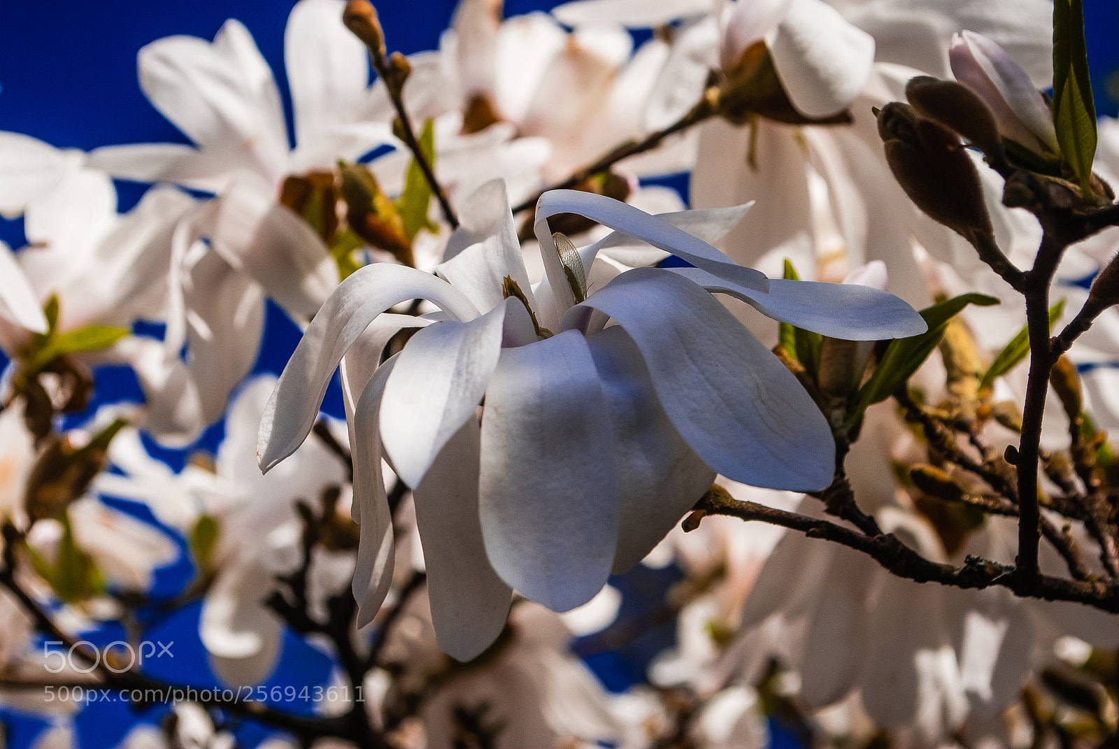 Nikon D60 sample photo. сочетание теплых и прохладных оттенков photography