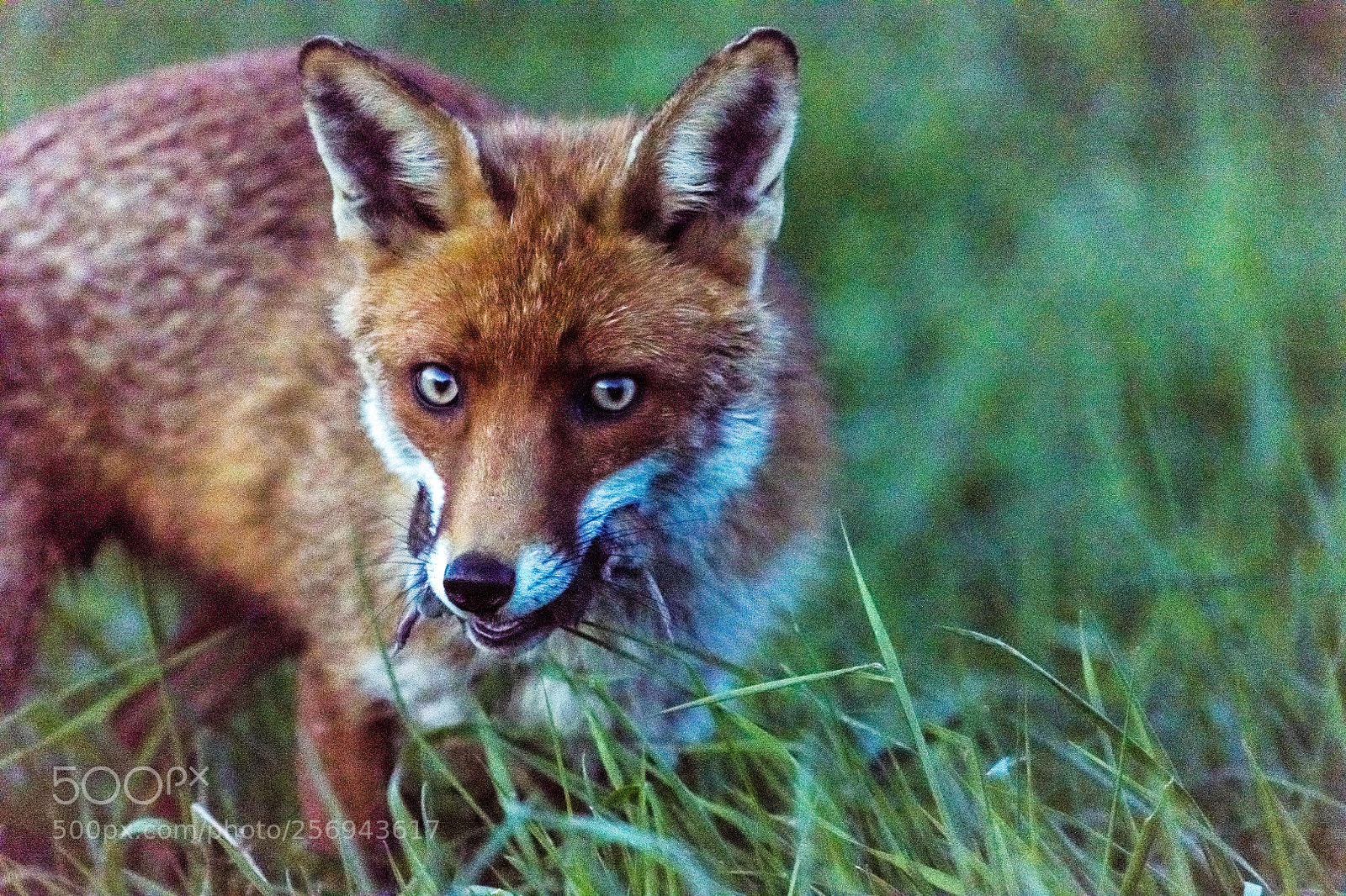 Nikon D850 sample photo. Fox in the dark photography