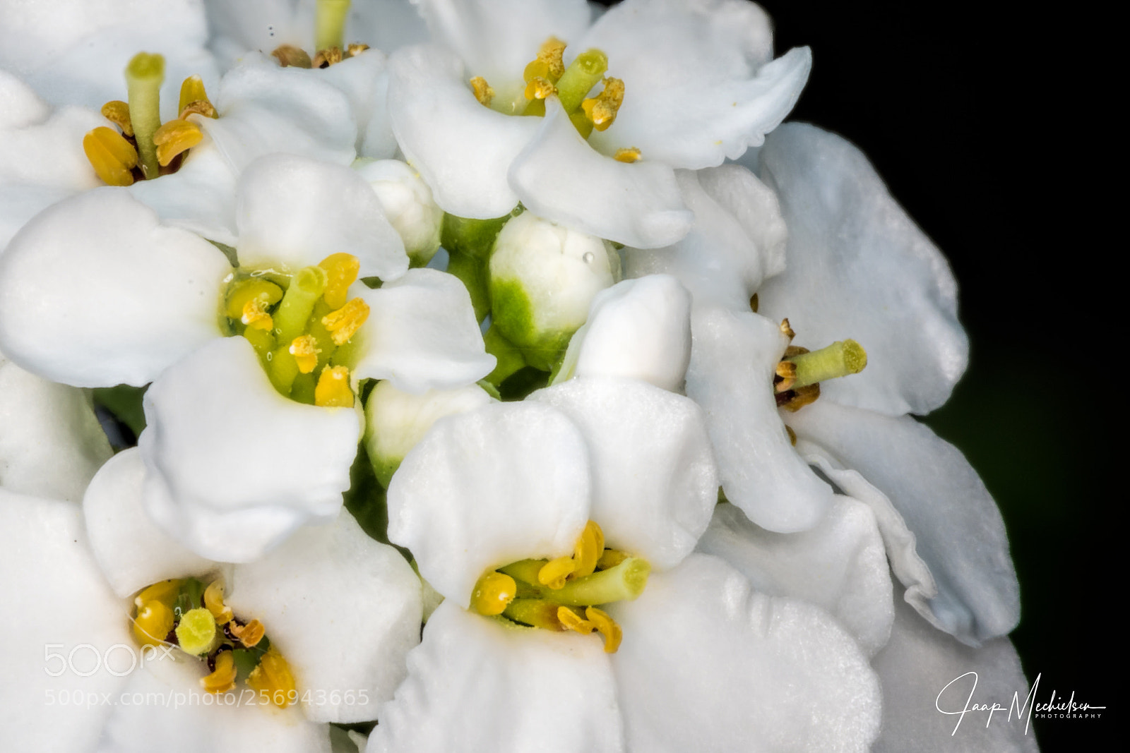 Canon EOS 7D Mark II sample photo. Scheefkelk photography