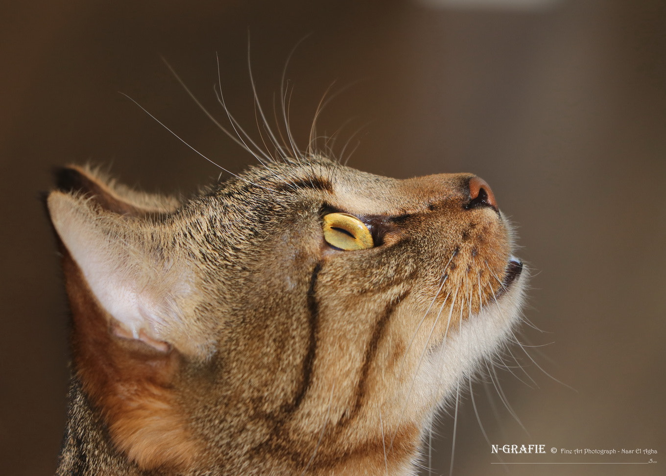 Canon EF 70-300 F4-5.6 IS II USM sample photo. Cat photography