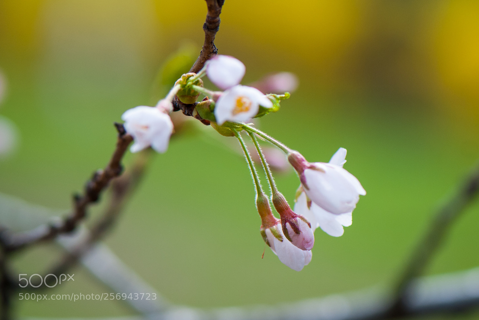 Nikon D80 sample photo. Cherry blossoms high park photography