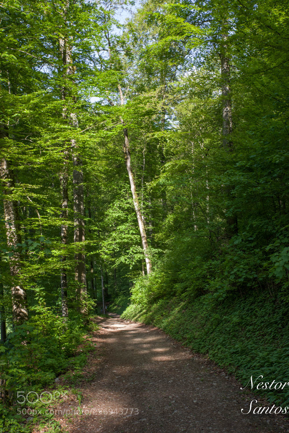 Pentax K-1 sample photo. Green nature photography