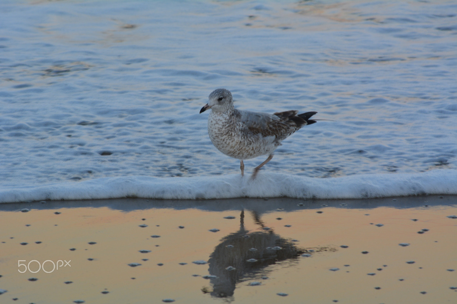 Nikon D5200 sample photo. Morning stroll photography