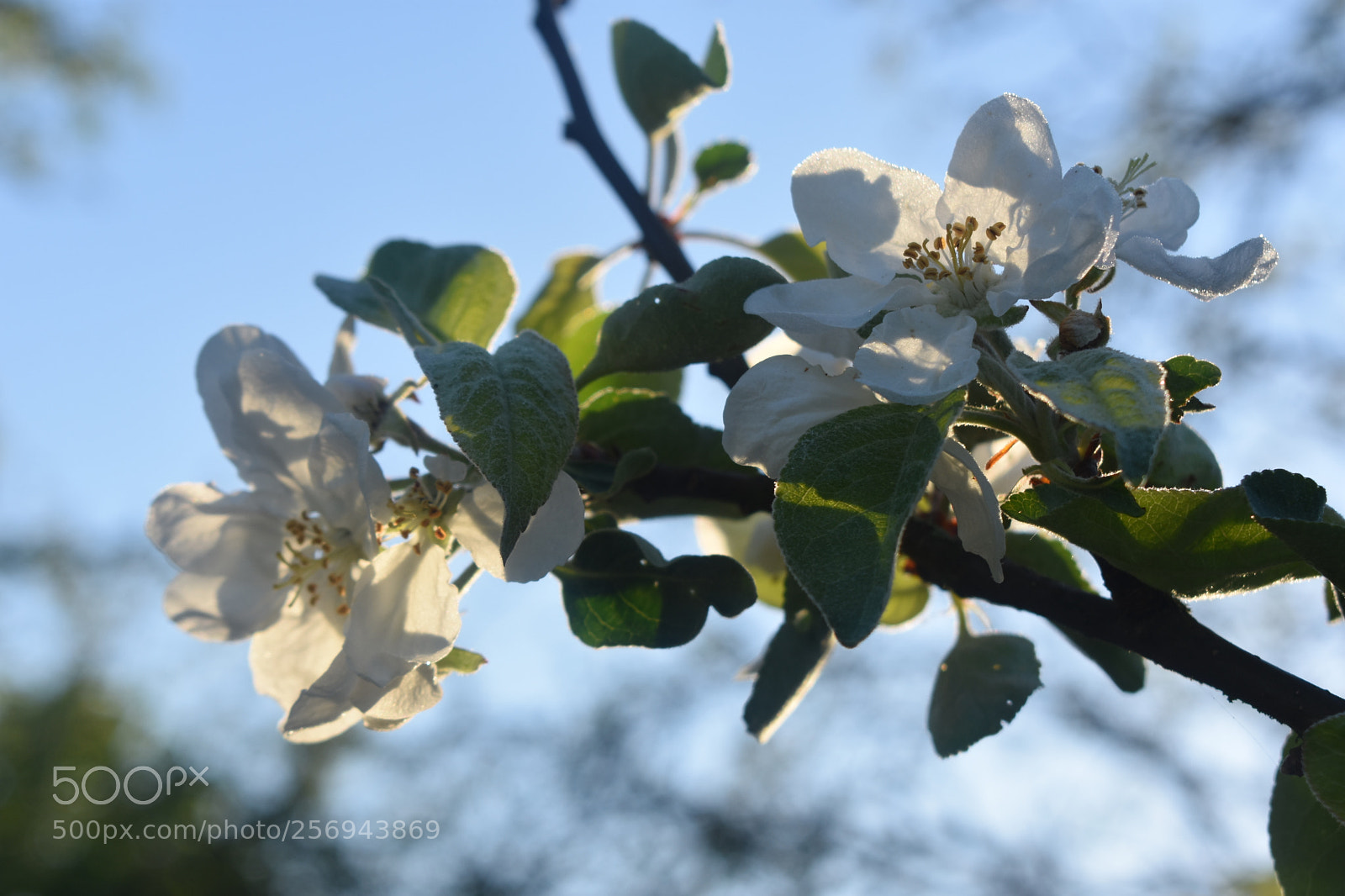 Nikon D3400 sample photo. Dsc photography