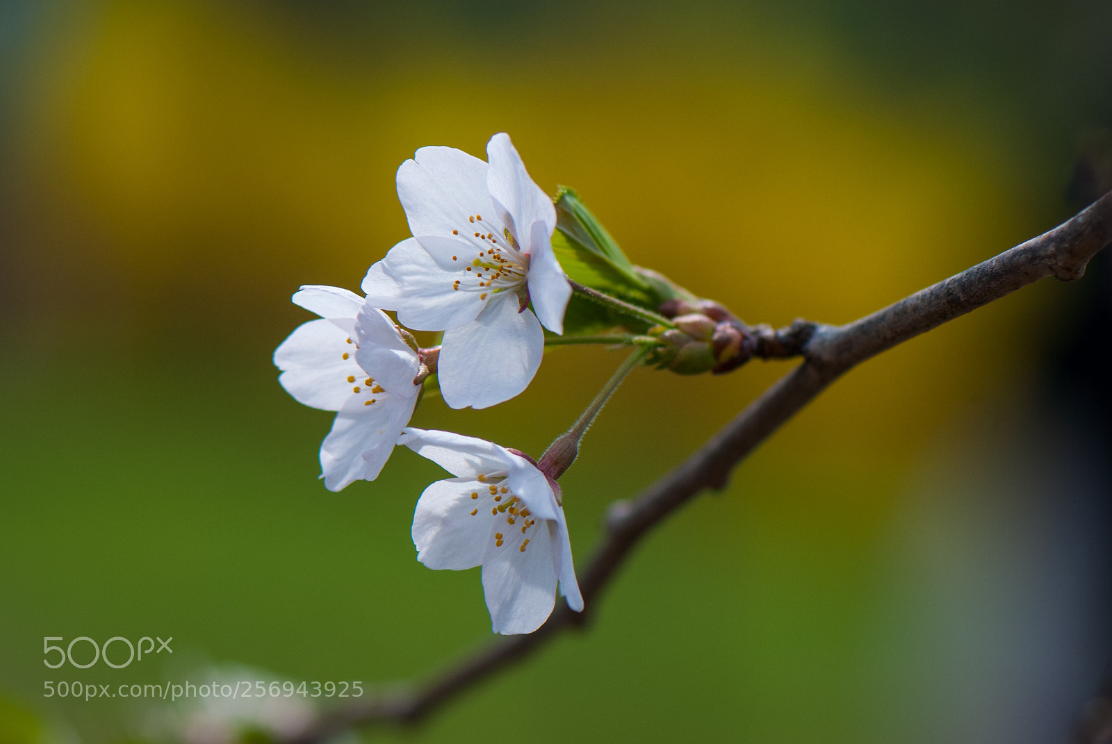 Nikon D80 sample photo. Cherry blossoms high park photography