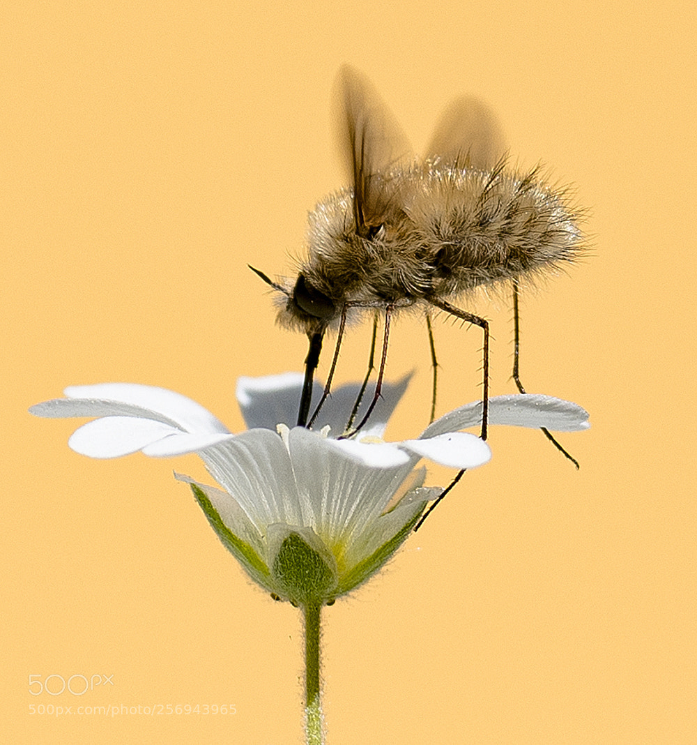 Nikon D850 sample photo. Garten_3 photography