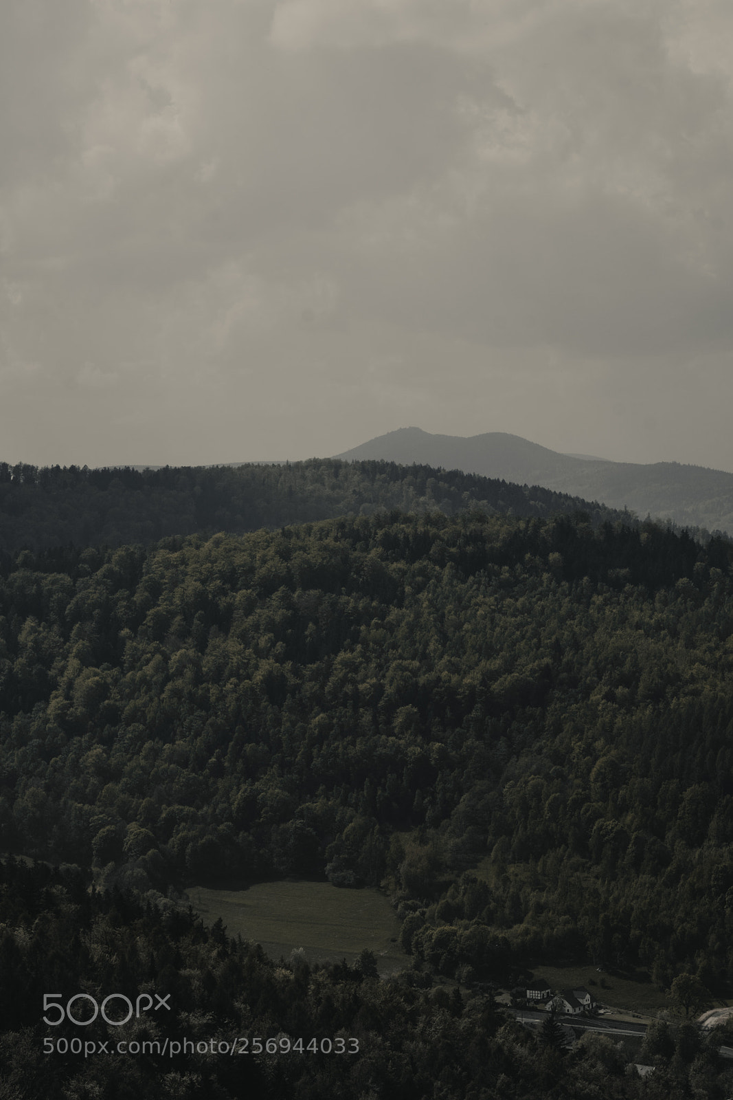 Fujifilm X-T1 sample photo. Woods photography