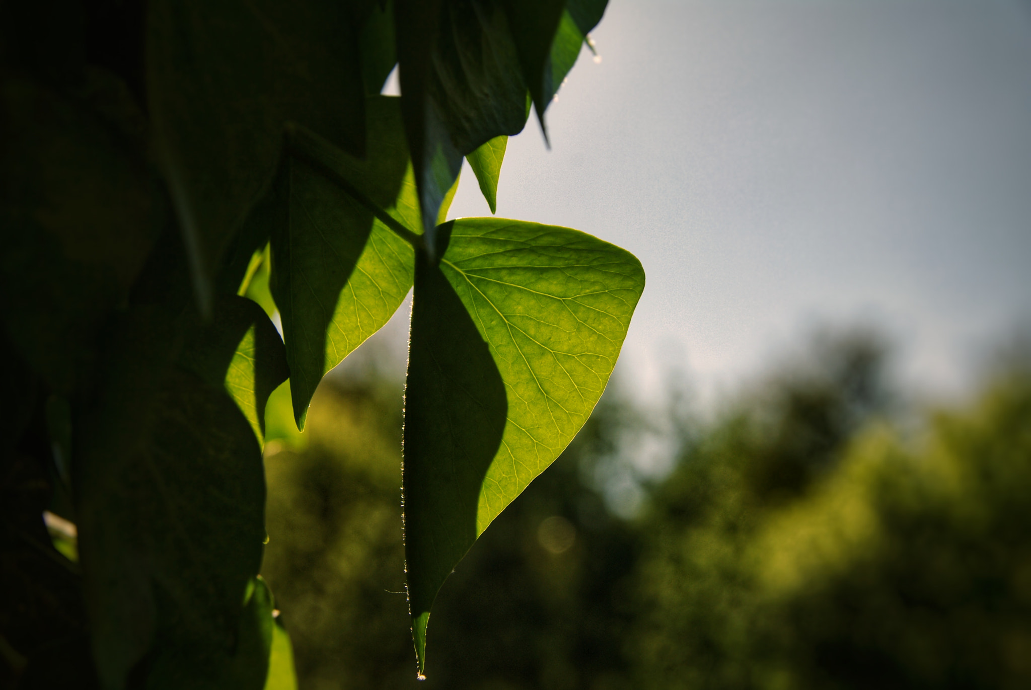 Pentax K20D sample photo. Sunshine leave photography