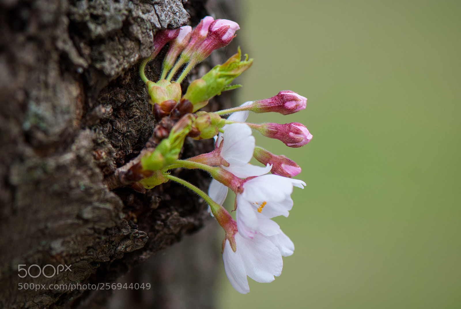 Nikon D80 sample photo. Cherry blossoms high park photography