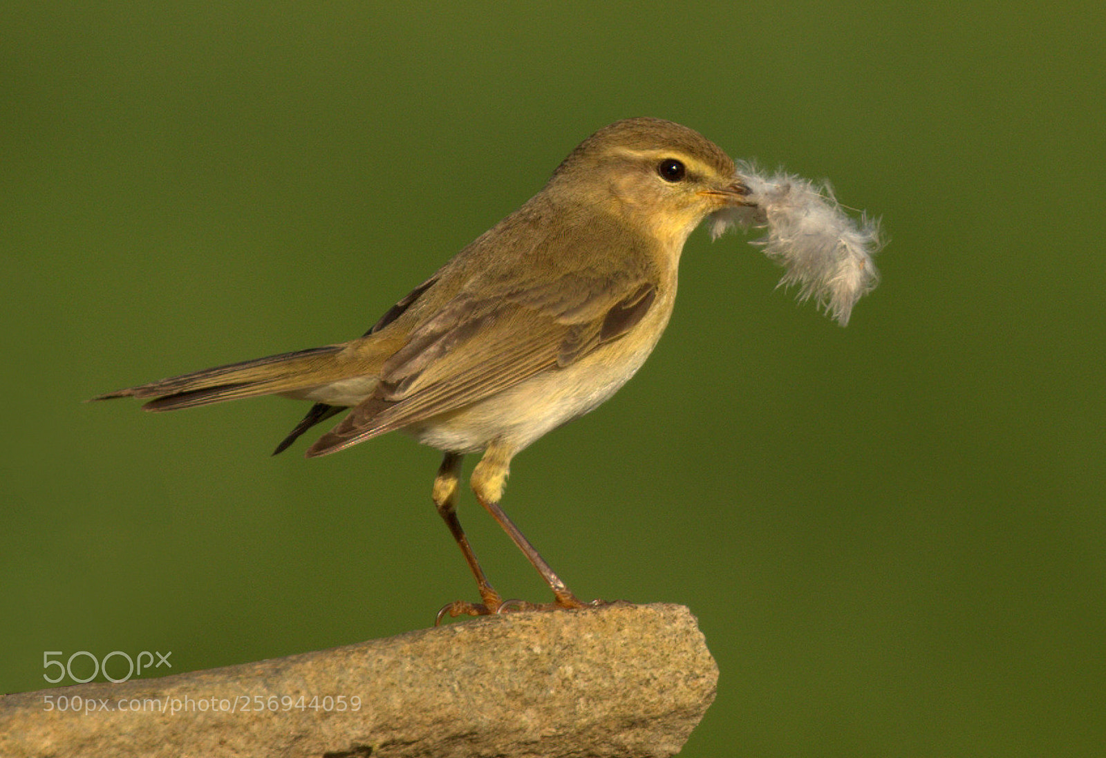 Canon EOS 7D Mark II sample photo. Willow warbler with feather photography
