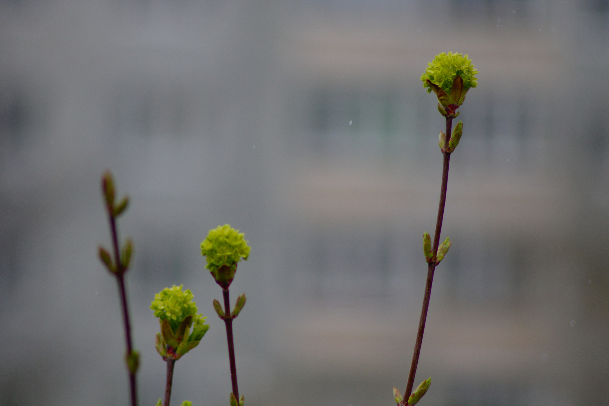 Canon EOS 760D (EOS Rebel T6s / EOS 8000D) sample photo. Greenup photography