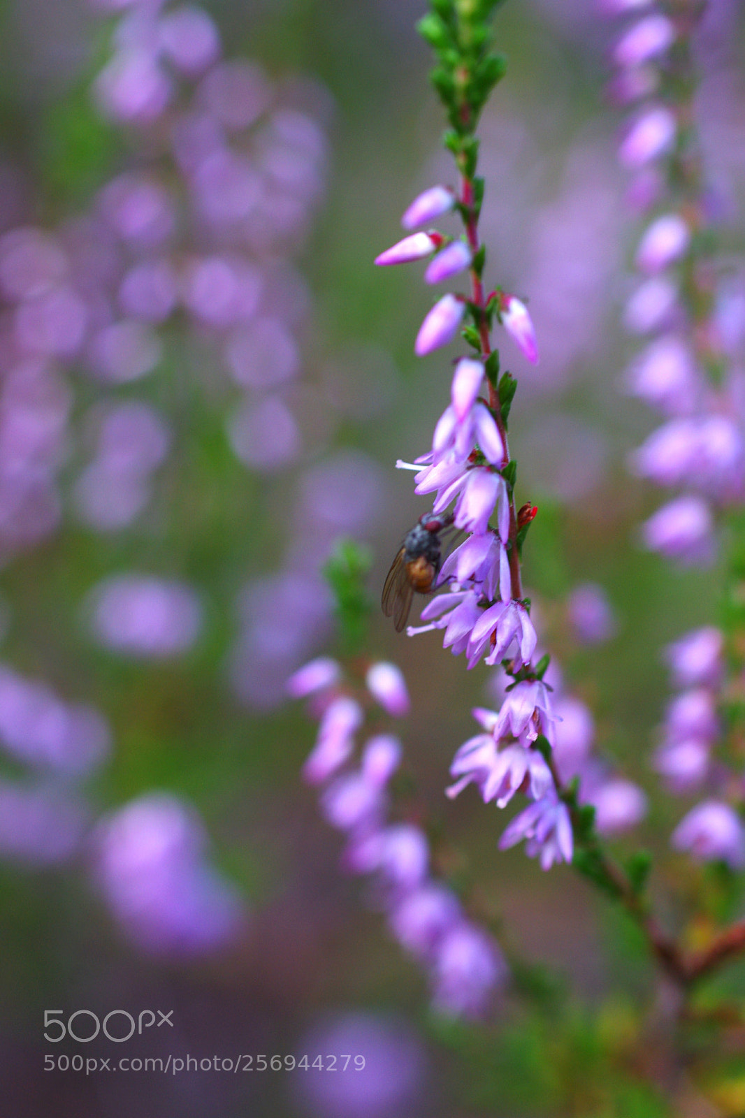 Pentax K-x sample photo. Die fliege photography