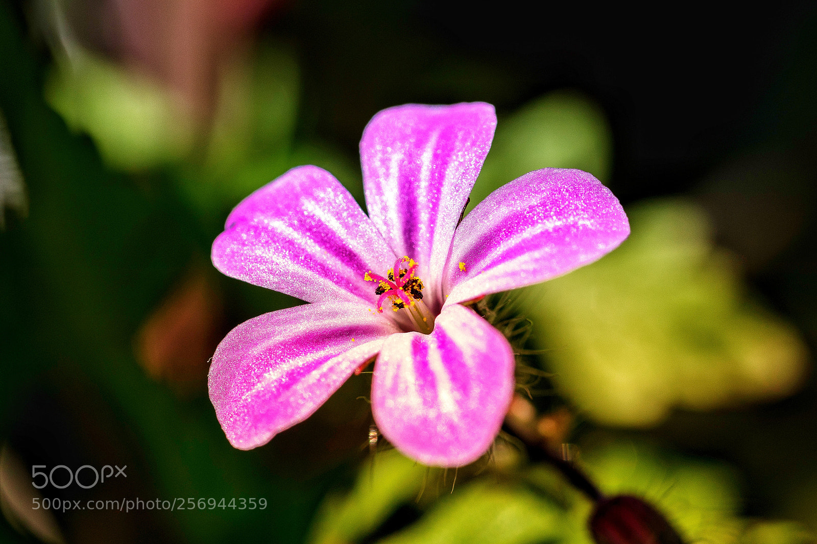 Nikon D5500 sample photo. Pink flower photography