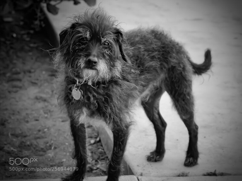 Canon EOS 1300D (EOS Rebel T6 / EOS Kiss X80) sample photo. Sander photography