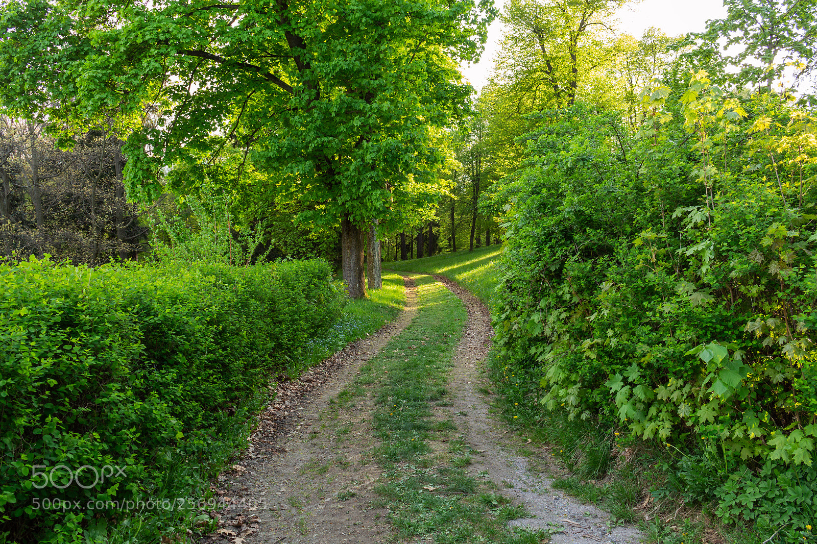 Canon EOS 700D (EOS Rebel T5i / EOS Kiss X7i) sample photo. Bright green forest natural photography