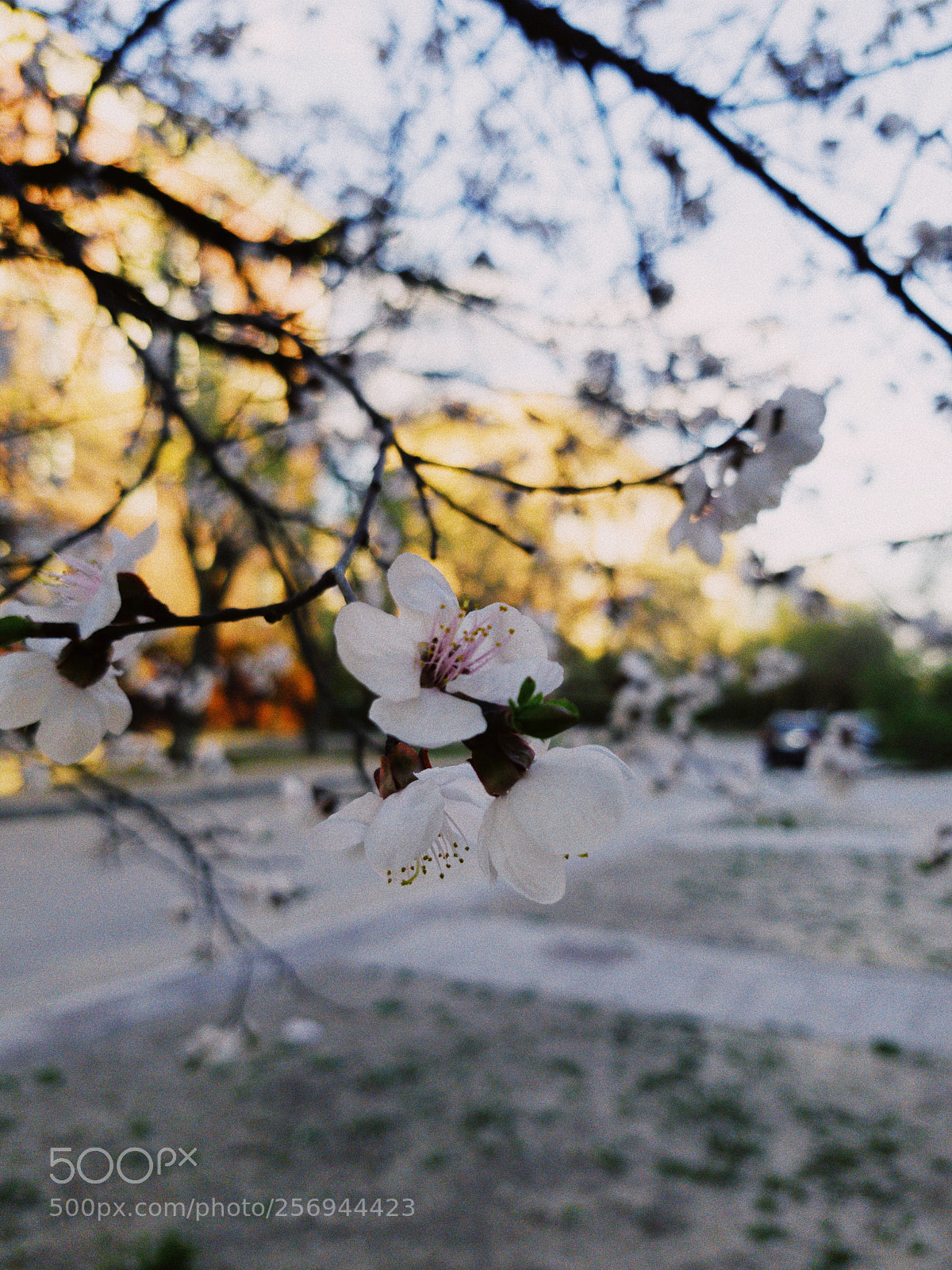 Samsung Galaxy S8 sample photo. Untitled photography