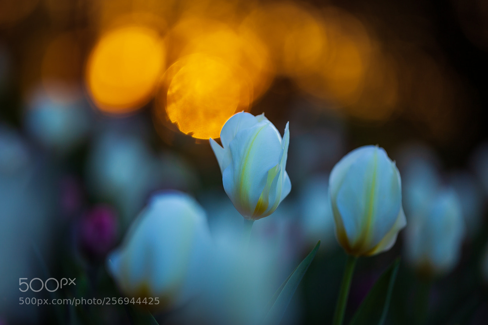 Canon EOS 6D sample photo. Evening melody photography