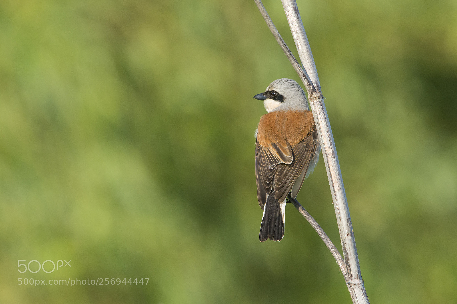 Nikon D7100 sample photo. Red-backed shrike photography