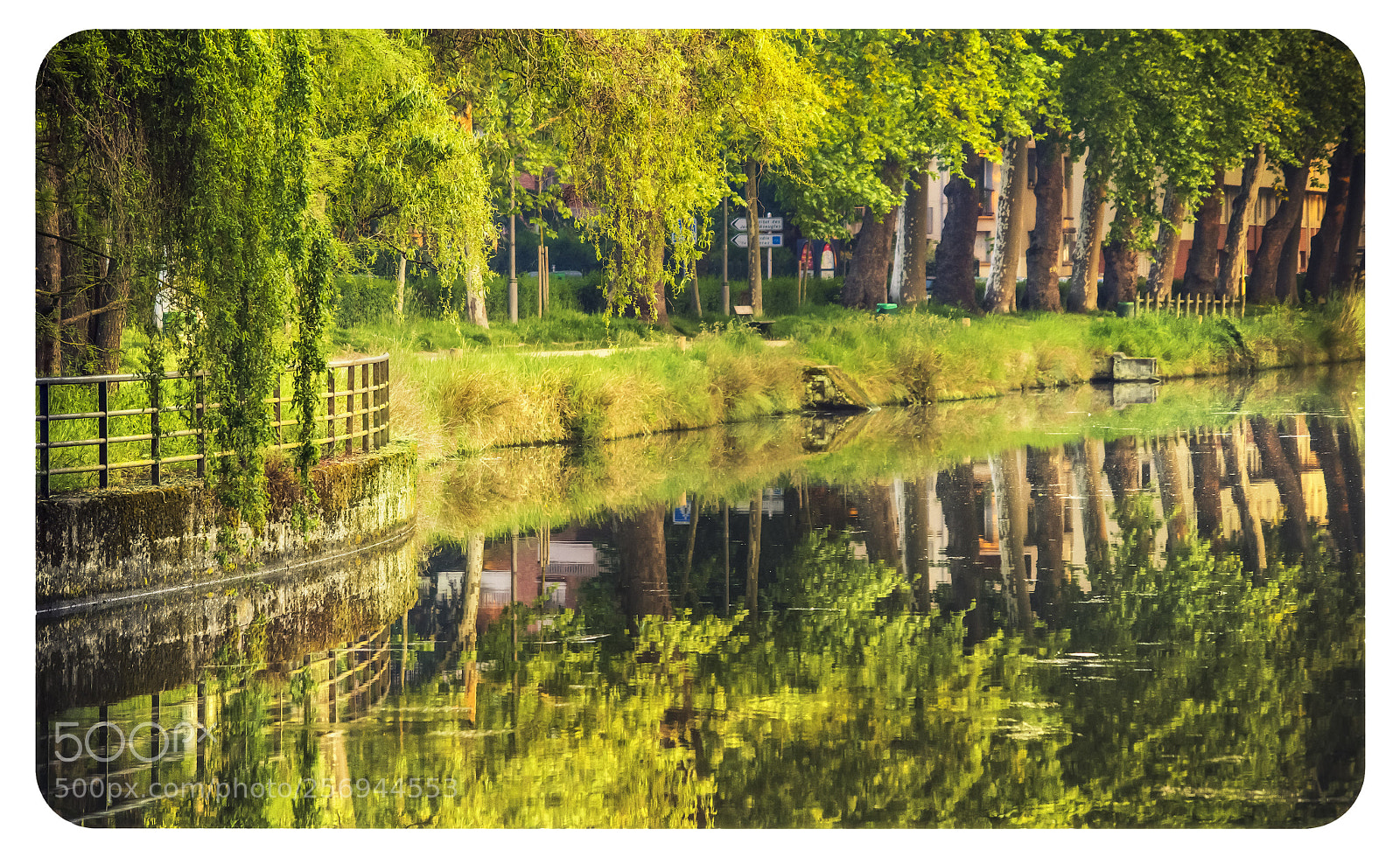 Nikon D7200 sample photo. Green world. photography