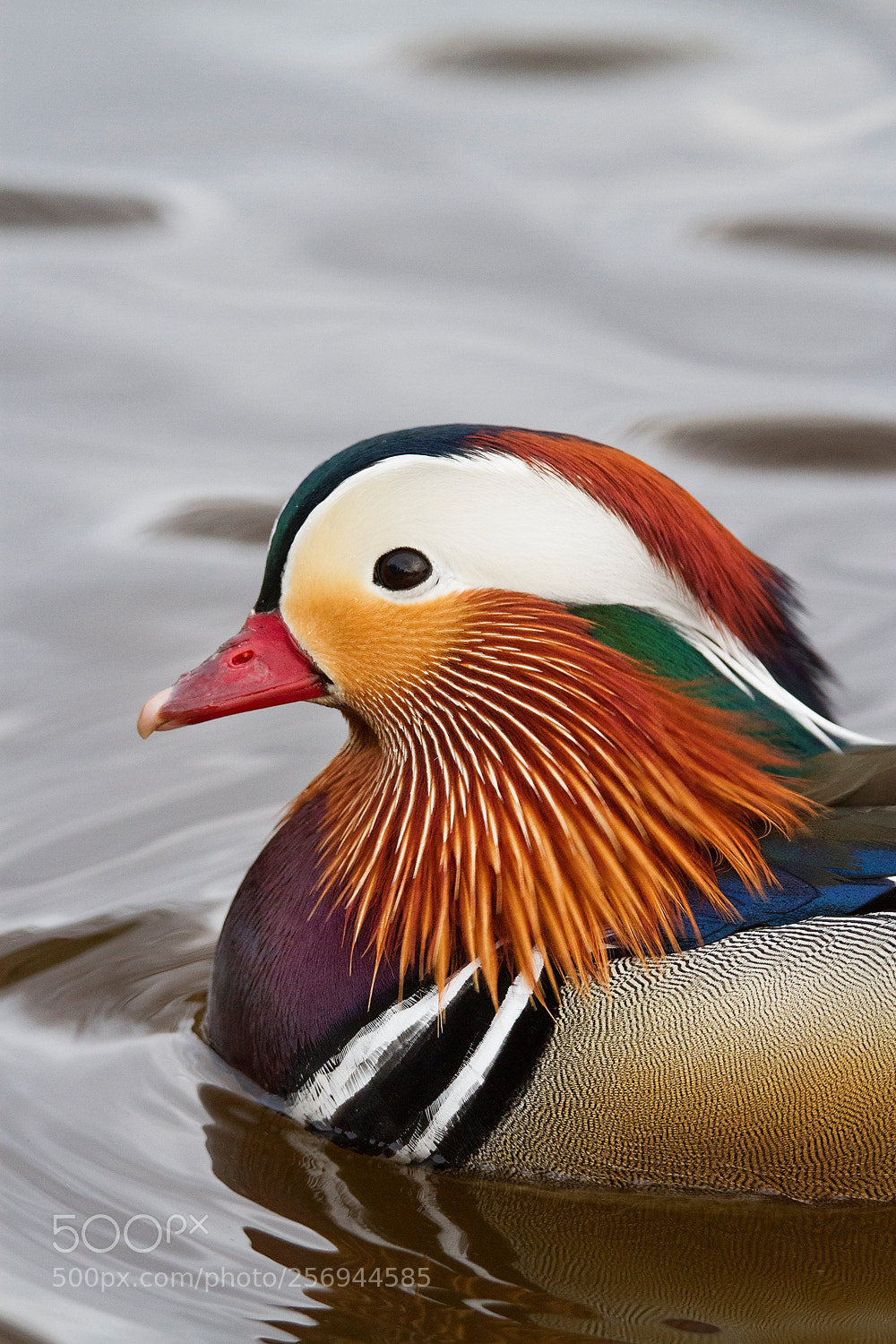 Canon EOS 7D sample photo. Unexpected guest in saint photography