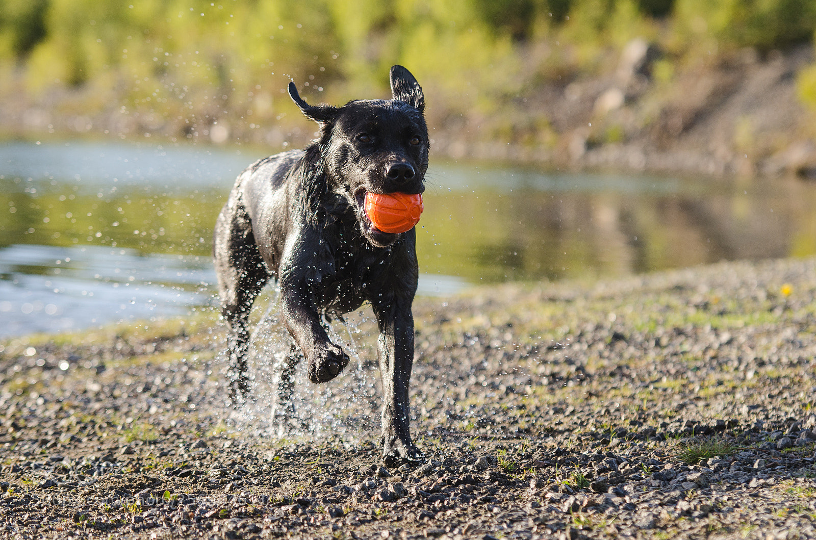 Nikon D7000 sample photo. Bathing dog photography