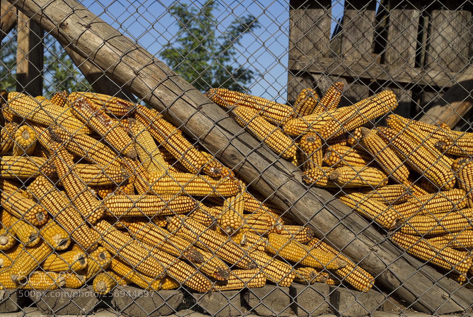 Canon EOS 6D sample photo. Corncob photography