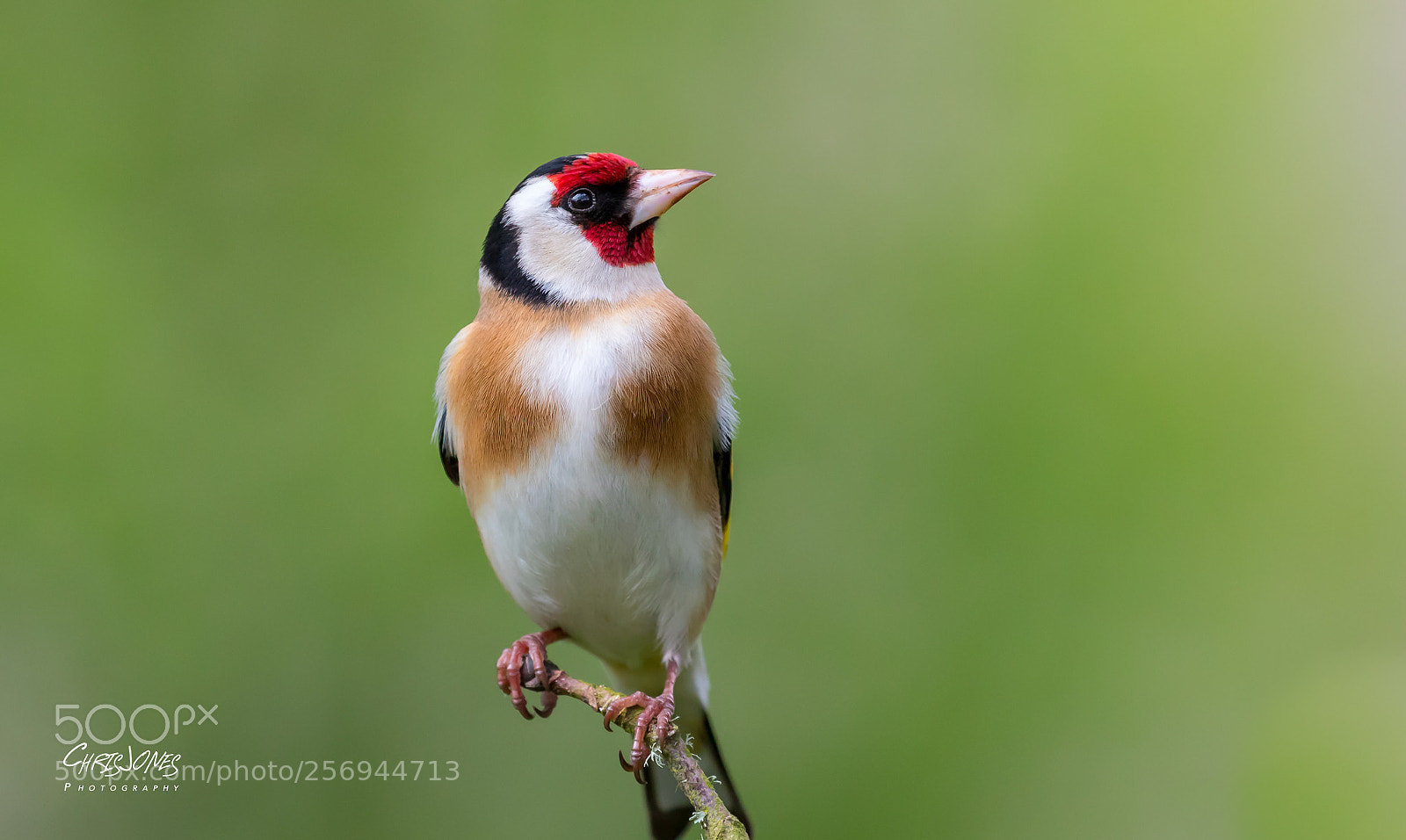 Canon EOS 7D Mark II sample photo. Goldfinch photography