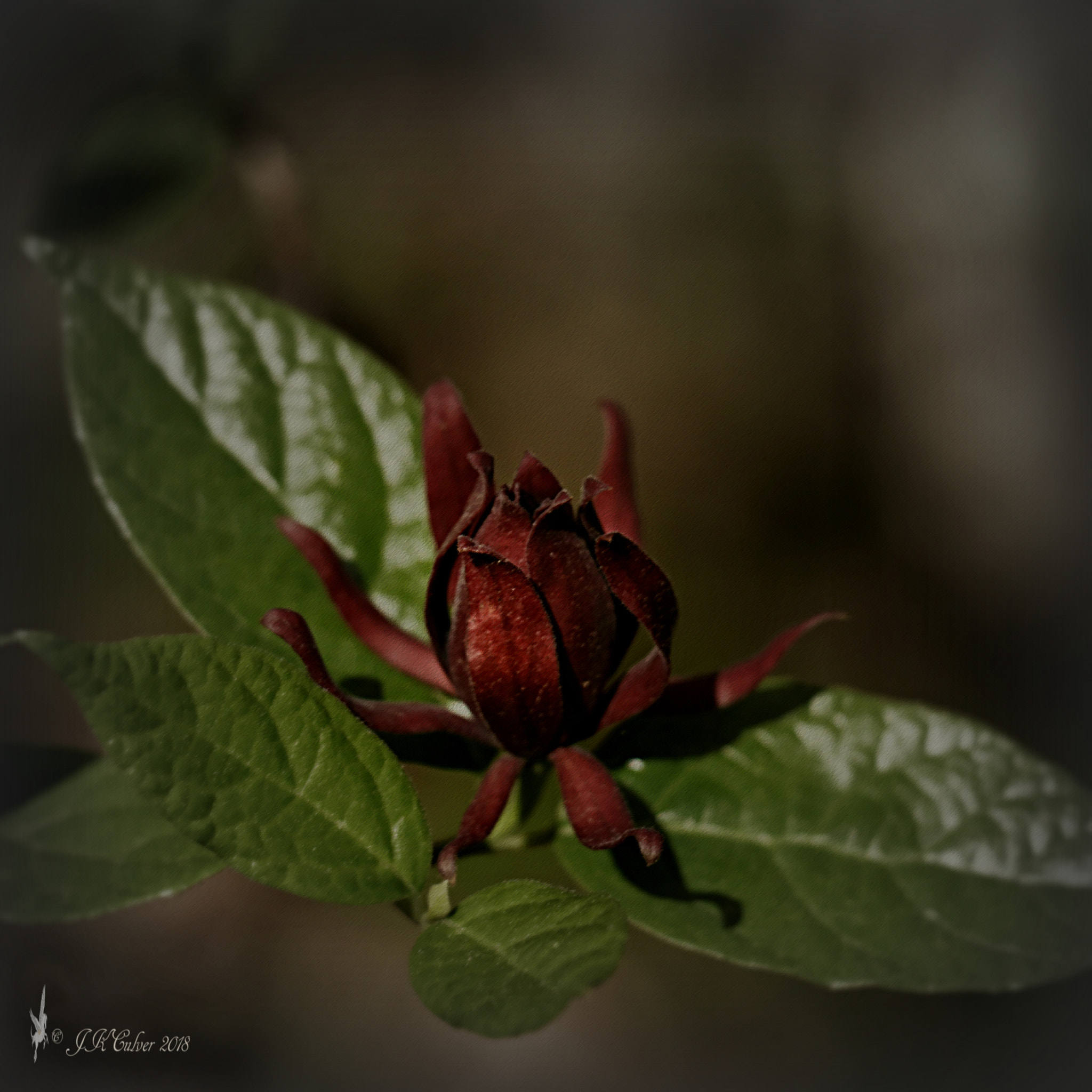 Canon EOS 77D (EOS 9000D / EOS 770D) sample photo. Budding photography