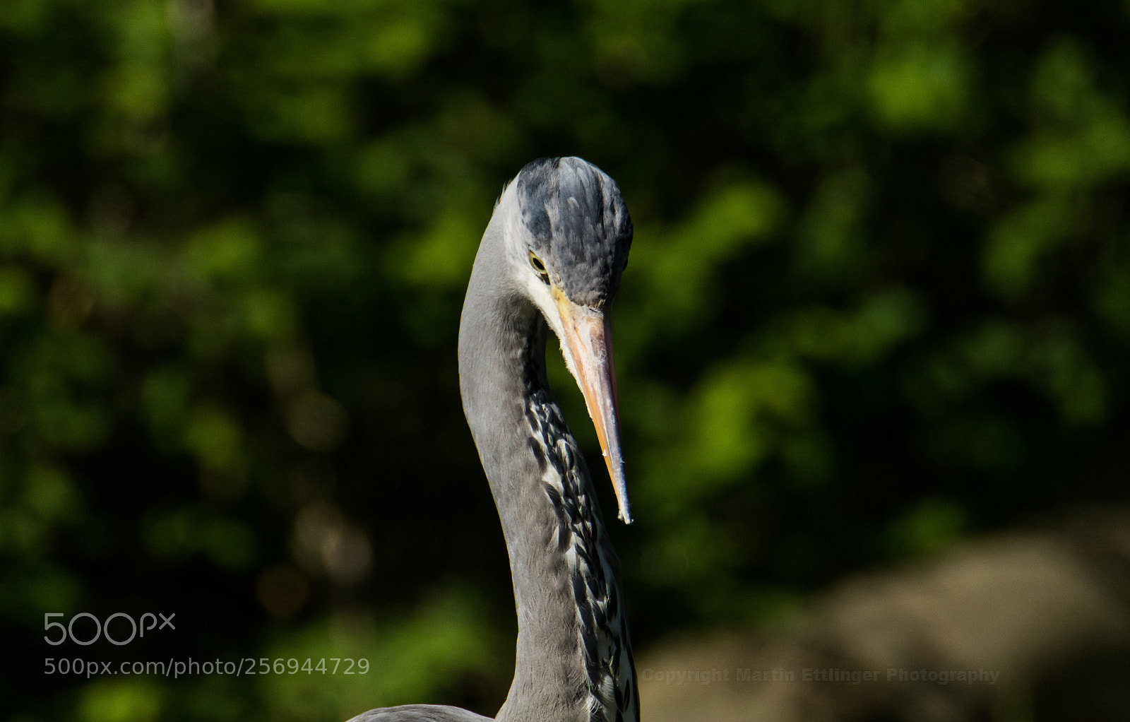 Canon EOS 7D Mark II sample photo. Grey heron ardea cinerea photography