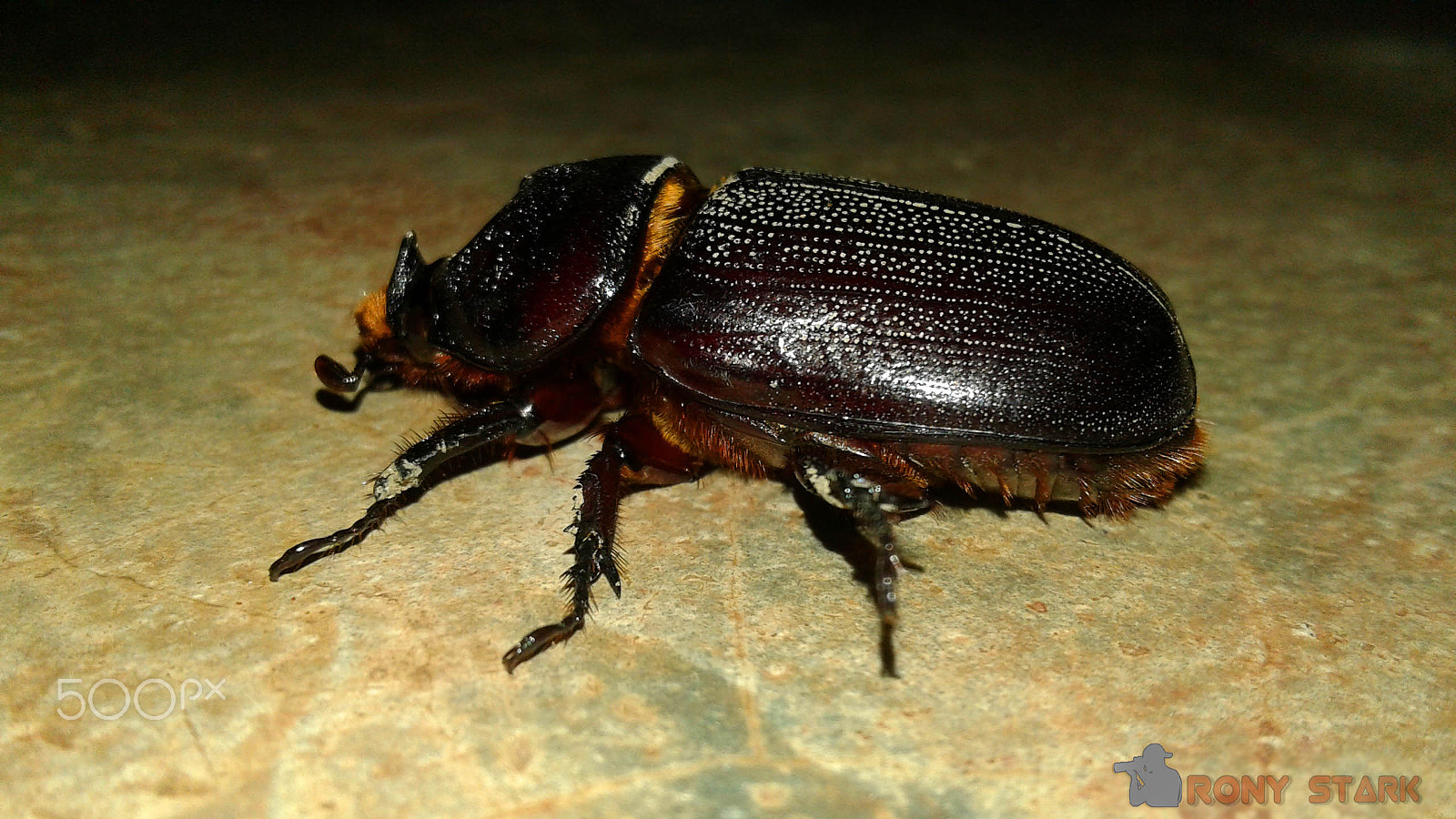 Samsung Galaxy J2 sample photo. A insects photography